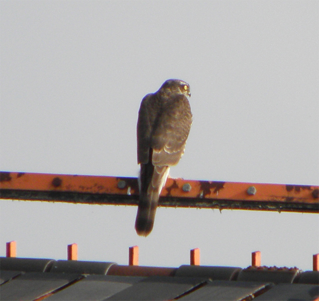 identificazione accipiter gentilis juv/nisus